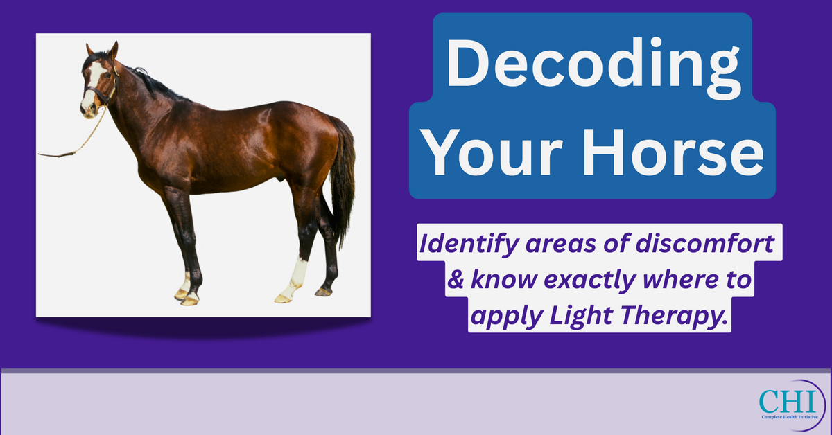Decoding Your Horse