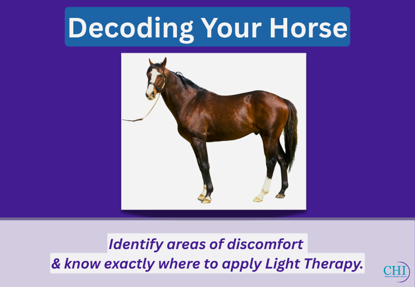 Decoding Your Horse